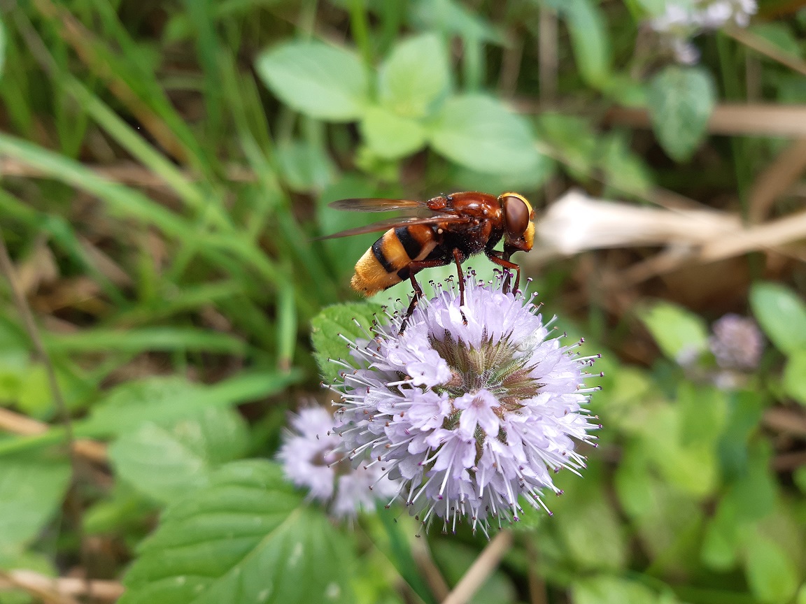 Revision of the CLP regulations: our proposals to keep on track on the non toxic environment