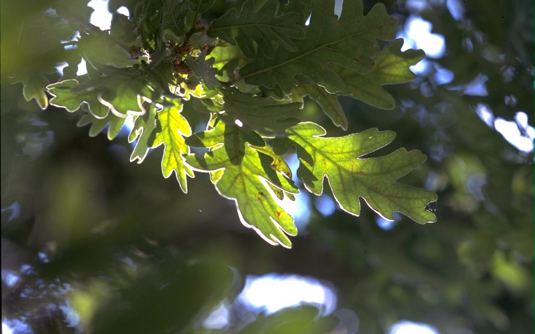 BRS COPs : A step further towards a Zero Pollution Ambition for a Toxic Free Environment!